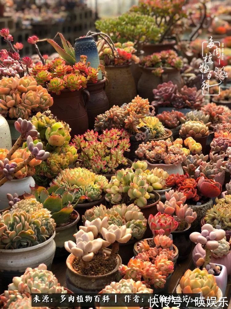 多肉花园梦青春正好,梦想趁早,别坐等自己变老!