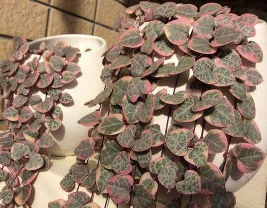 超哥|室内3种“角落花”,光越暗,花越红,一放阳台,不是黄叶就烂根