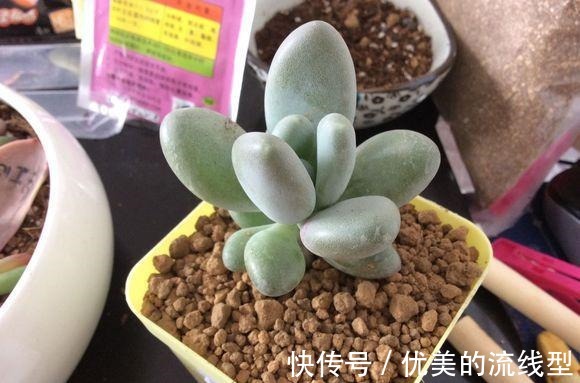 美人|好养的桃美人，全日照养护即可，青涩到粉红，价值瞬间翻倍！