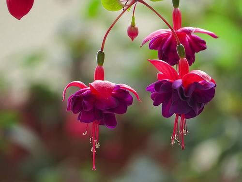 养花试试这几款,温度不低于10度,它就会一直生长开花