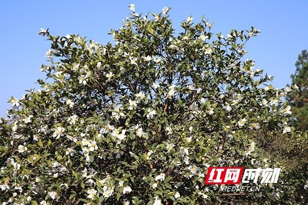 满山|衡山：油茶花开 满山尽染“雪”