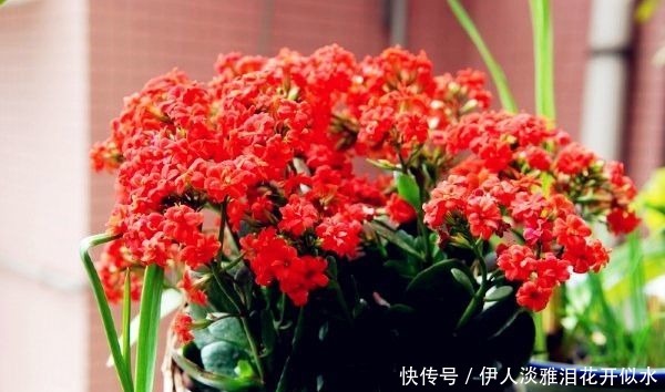 几种花,养在阳台美爆了,一开就是几百天,新手也能轻松养得活!