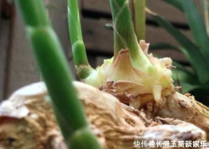 家中的油桶别扔了,里面丢一块姜,浇点水给点肥,一年收获一大盆