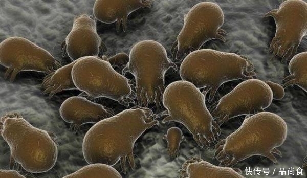 尘螨|床上螨虫太多?教你3个不要钱的“土法子”, 把螨虫“赶尽杀绝”