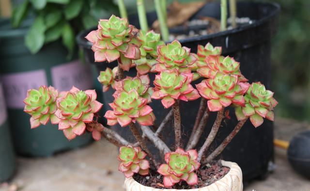 想养好多肉植物,浇水“学问大”,记住此“方法”,一生都受用