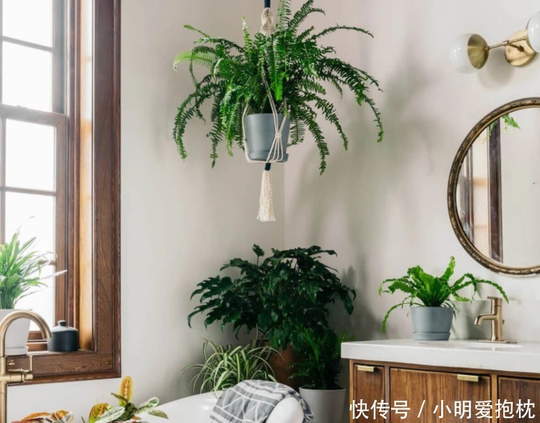 植物|没出现这些情况,天热一换盆土,植株就没命