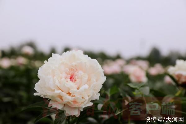 花海|实时“云赏花”！洛龙芍药花海向市民游客免费开放