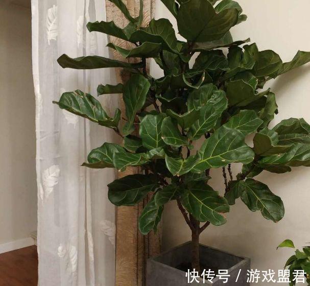 九月三十霜降后,养什么花?以下3种花,身体康健吉祥如意