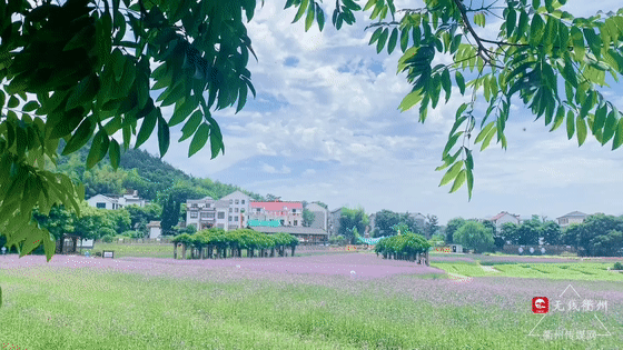 马鞭草|美爆了！徜徉这片紫色花海，给你一个烂漫夏天~