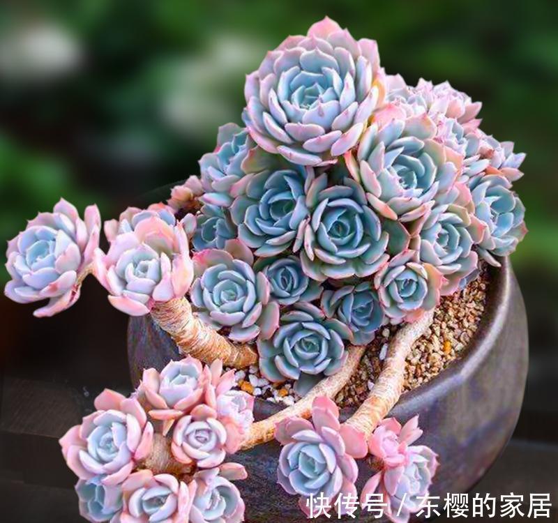 夏天|张大哥养肉10多年,总结出4个“耐热品种”,肉迷都喜欢