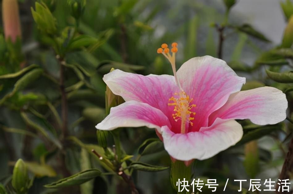 养这6种花的人太聪明了，一年四季都在开花，家里时时刻刻能赏花