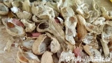 她用一斤花生壳把花养爆盆，四季油绿，花开不停，邻居看了都羡慕