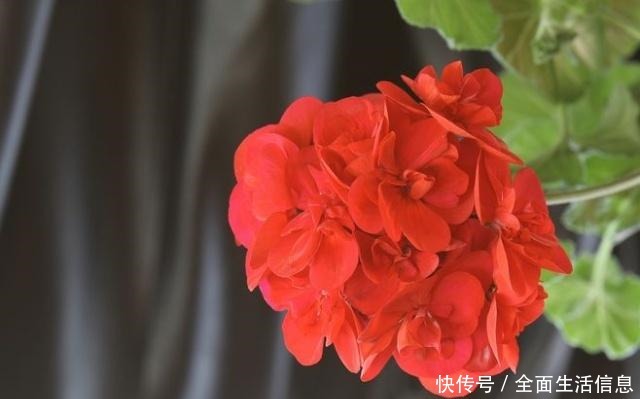 不是玫瑰胜似玫瑰，家养“好活花”，花开爆盆，养成“小花园”！