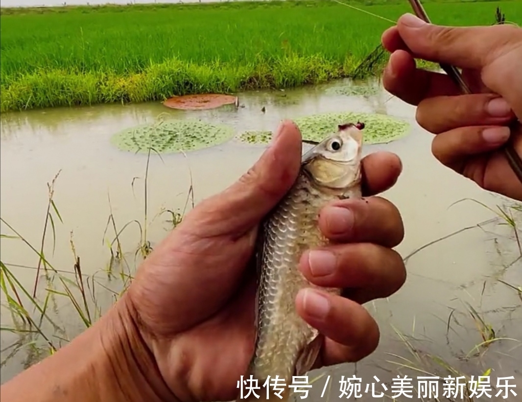 小伟|谁说钓鱼要装备好!我用的是竹竿钓鱼,还不是一样的上鱼了!