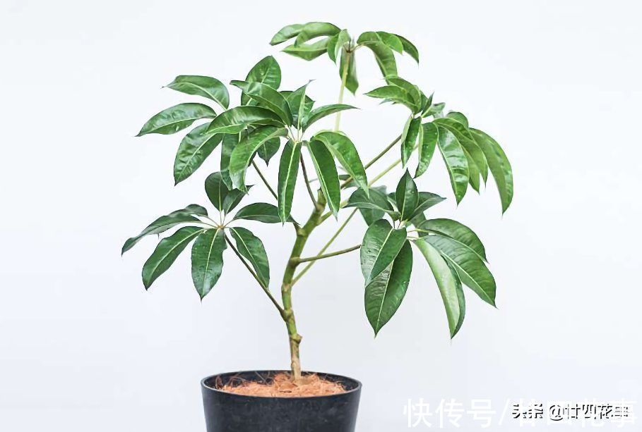 扔掉绿萝发财树吧,这七种植物漂亮显高级,养在客厅,大气有格调