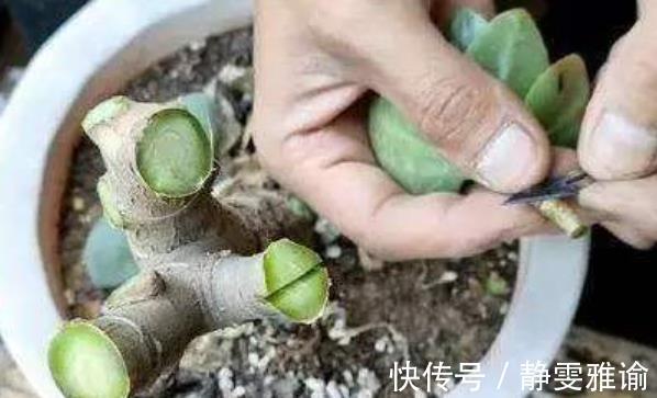 长寿花“嫁接”开花多,几个“关键点”要注意,不然后期问题多!