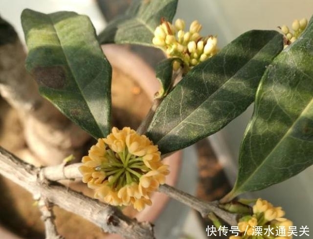 桂花怎样繁殖快?“扦插”最靠谱,教你扦插小技巧