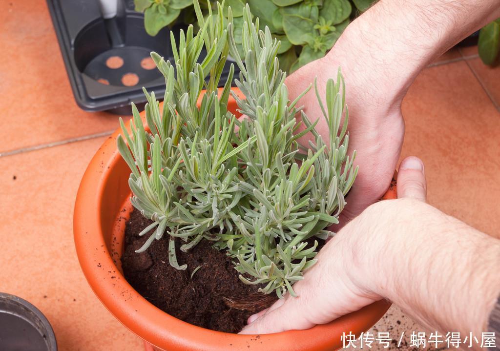 浑身|4种“香水花”，选一种养家里，晒晒太阳，满屋香水味，浑身带香