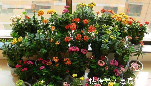 纸箱你扔了现在留着吧,想要长寿、蟹爪兰多开花需用它,方便!