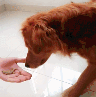 |搞笑GIF:据说看不懂的都是纯洁的好孩子