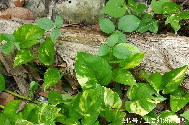 绿萝这样剪一刀,藤蔓数量翻倍,60天长成“绿瀑布”!