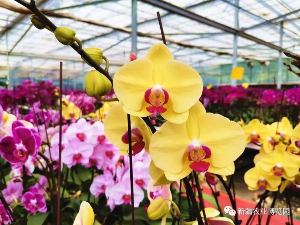 云赏花丨蝴蝶兰绚丽绽放,惊艳了盛夏时光