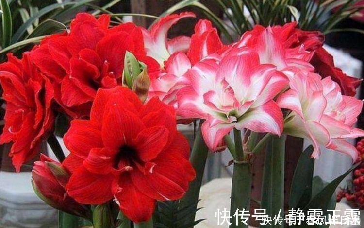 叶子|适合养在阳台的几款花，开花漂亮又好养，花儿轻松开爆盆