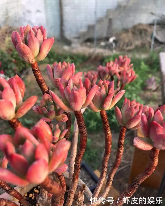 牡丹花|元旦前,“七种花”赶紧搬到阳台上冻一冻,生长茂盛,花苞呼呼冒