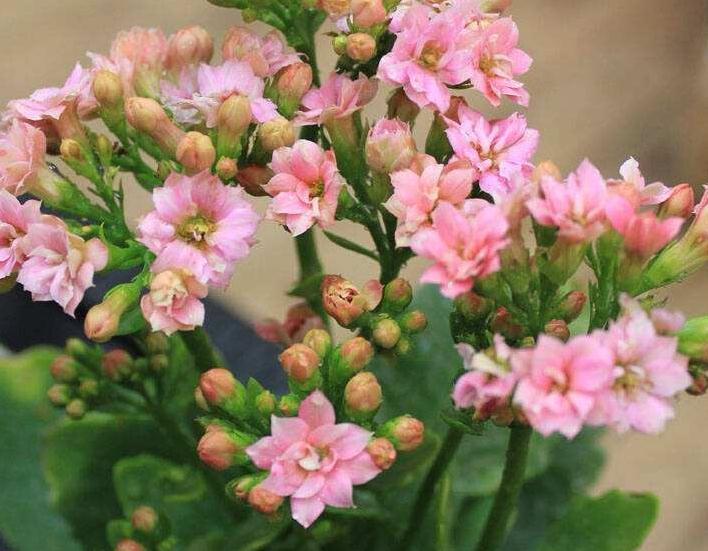 尽量别买3种花,拿回家落花,掉蕾严重,很难伺候