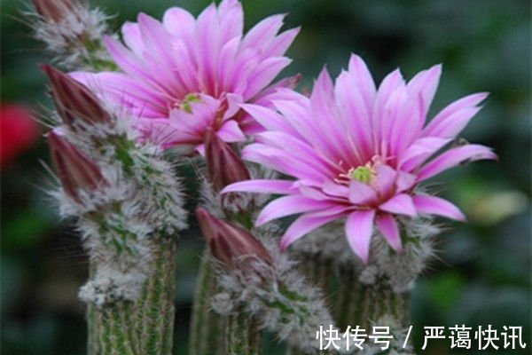 花卉|家养几款花卉,开花勤爱爆盆,盛开时繁花似锦,美轮美奂