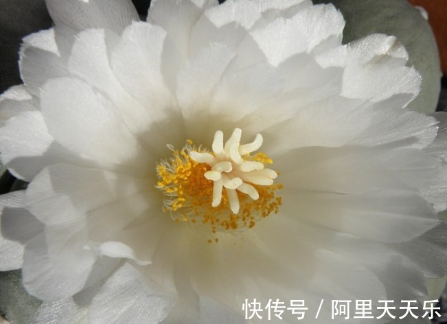 开花的仙人球，刷一下、结籽千千万，撒土里冒一盆苗！