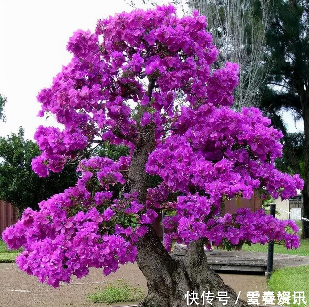 苍劲|4种“便宜花”，多修剪少浇水，养成高价盆景，价格翻倍