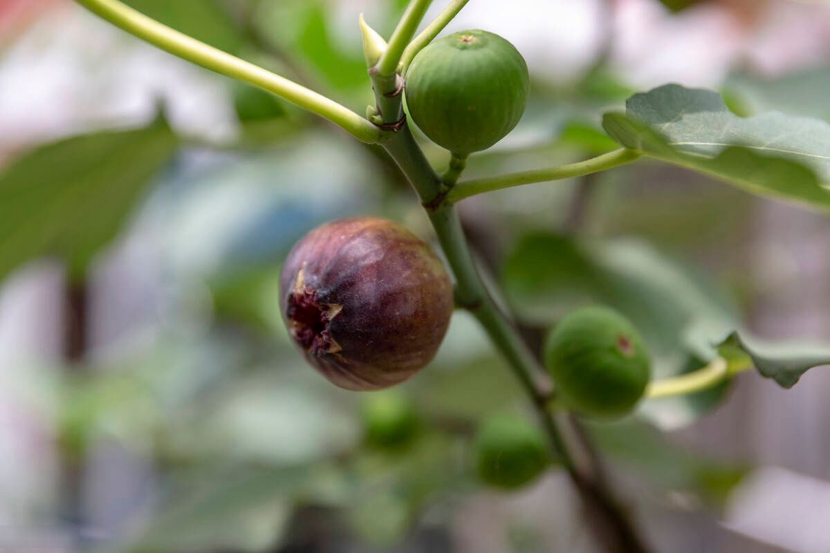 无花果干是怎么做的?无花果干怎么做好吃?