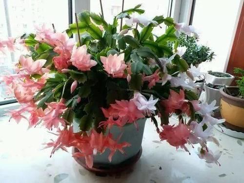  花苞|长寿花蟹爪兰开花少还老掉苞？教你一招解决！~