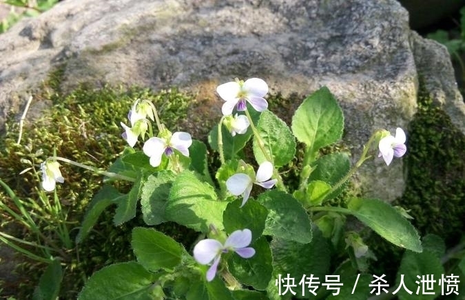 堇菜科堇菜|七星莲又叫地白菜,农村采来当野菜吃,也是一种很好的蛇药