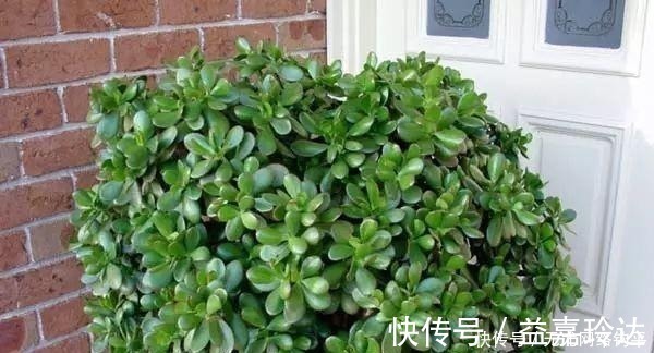 爆盆|“耐干旱”的3种花,即使40天不浇水,一样“爆盆”,生长快!