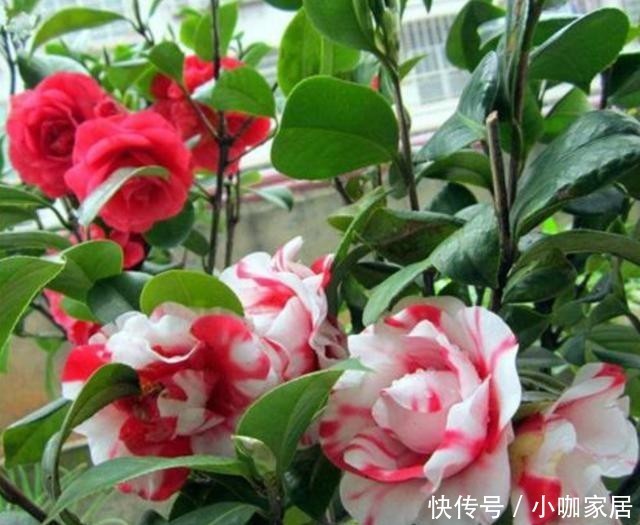 不烂|冬季养茶花,总共分4步,做好叶片不干不烂,保持油绿开满花!