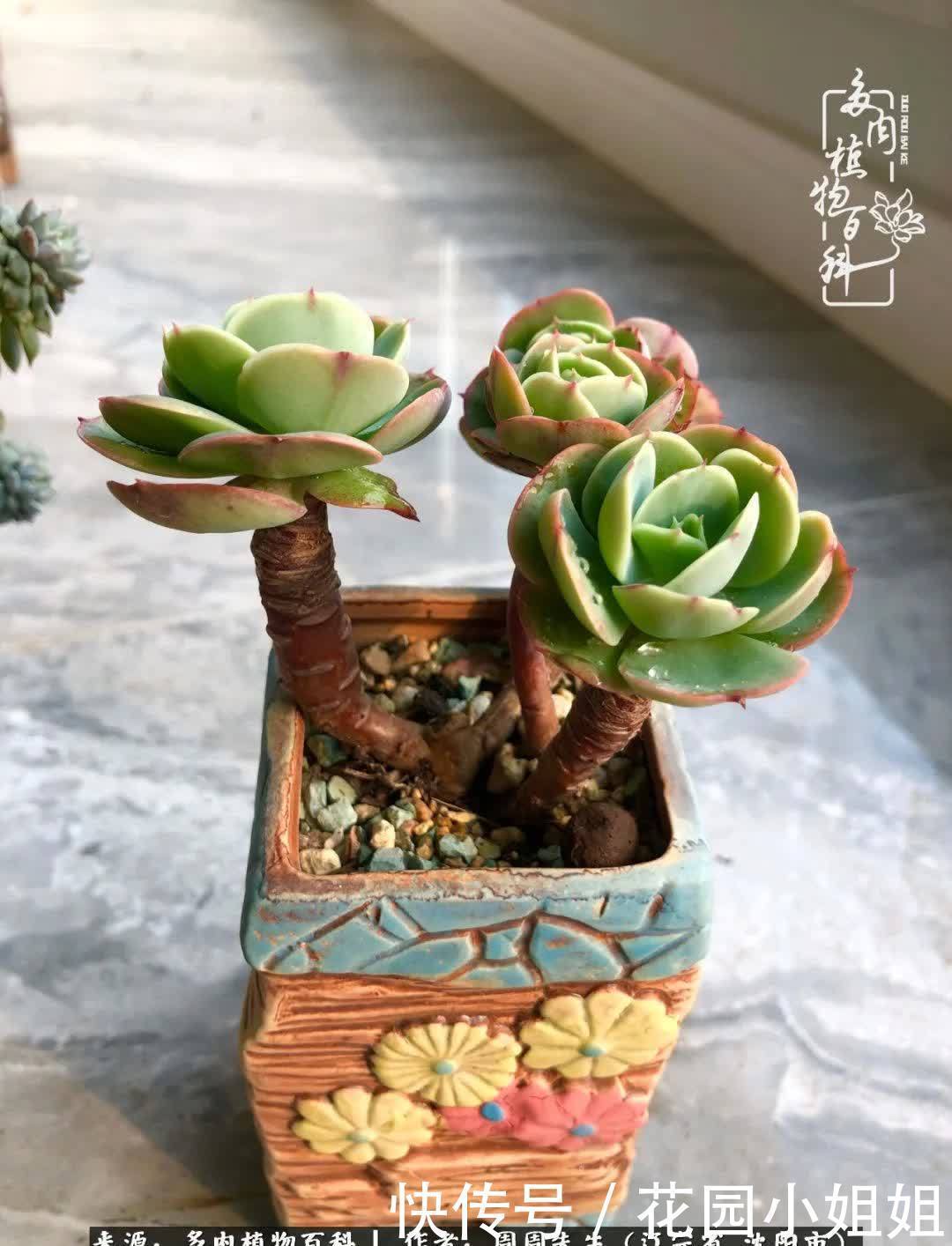 不羡鸳鸯不羡仙,只羡东北来春天!多肉冬去春来!