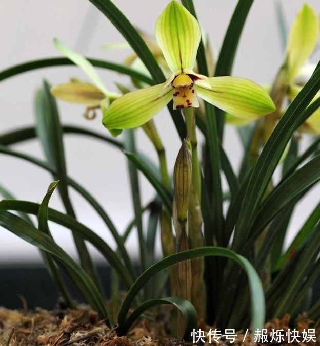 养兰花做好“4步”,叶子不干尖,生长旺盛,新芽多,开花才棒