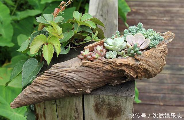 凹槽|树林捡块破木桩子,扔上两棵多肉,美到说不出话!