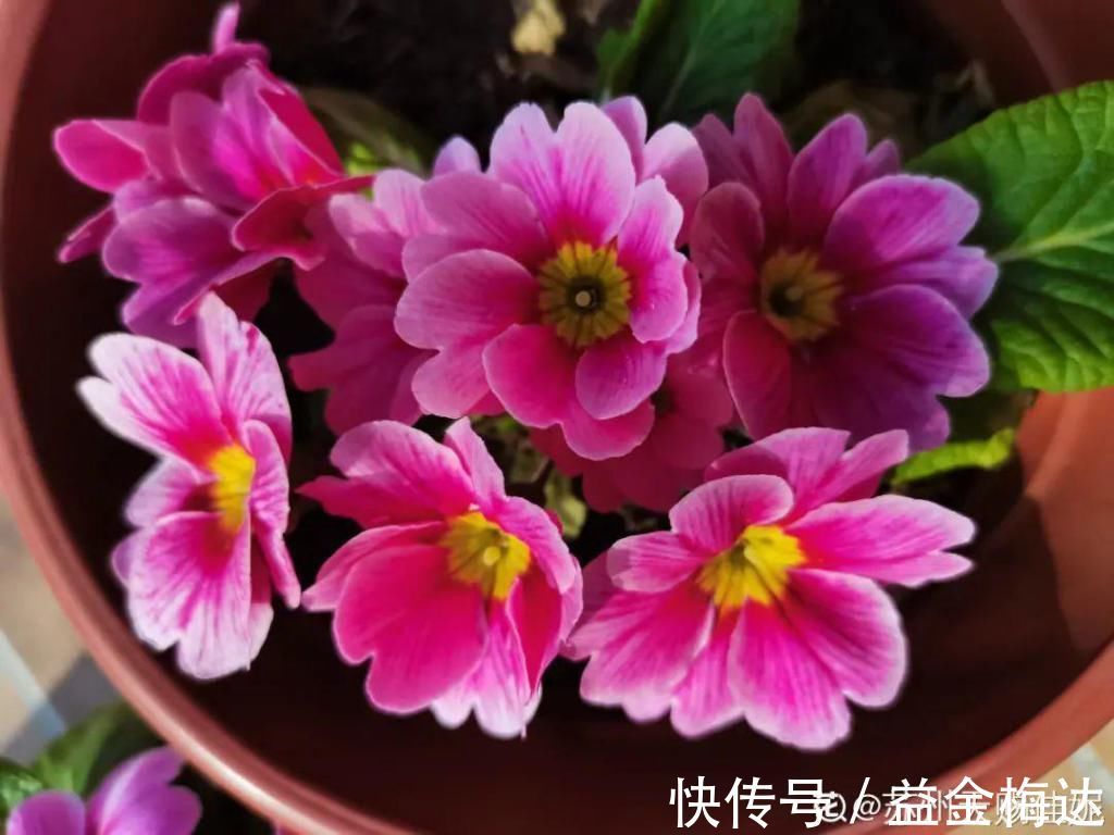 水仙花|6种花是一次性,开完可以扔了,别再浪费时间