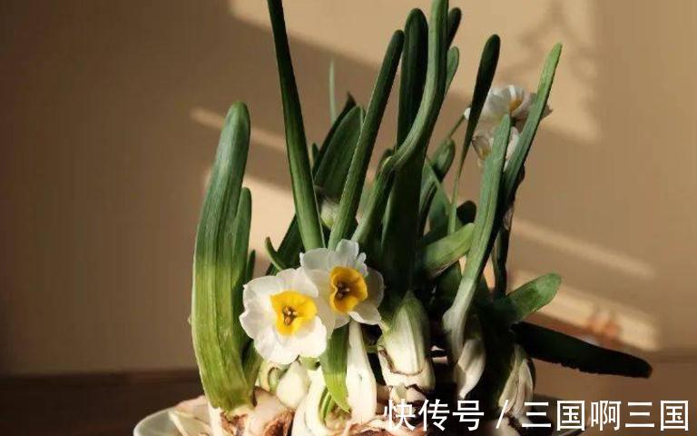 冬天冷,养花怕没精神,不如就盆栽这3样,抗冻又长得好