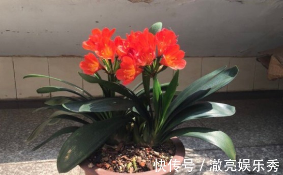 春季养君子兰，新手不经意会犯五个错，难怪越养越糟，始终养不好