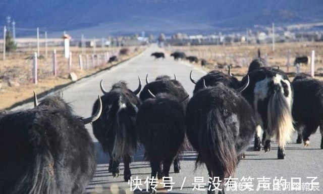 牦牛|如果在川藏线自驾撞死牦牛或香猪会怎样？让我来告诉你后果！