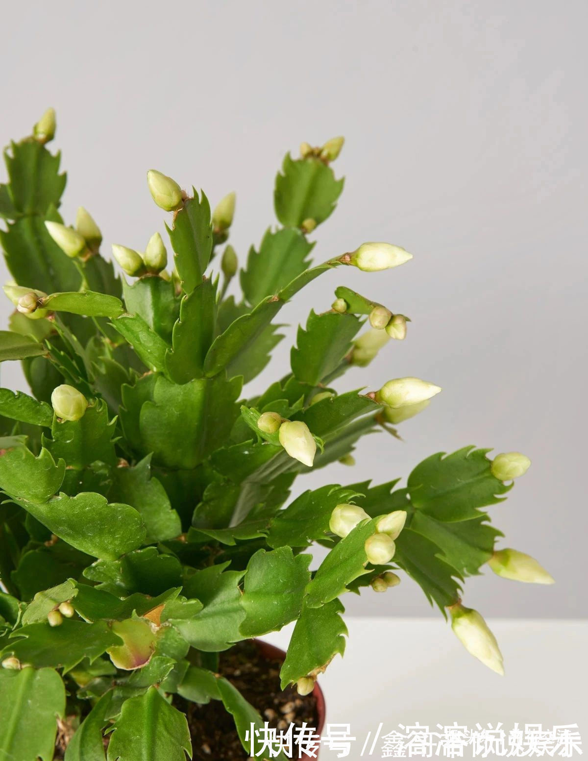 花苞|养盆栽蟹爪兰掌握10点就足够,看完就知道为啥叶子干瘪、不开花