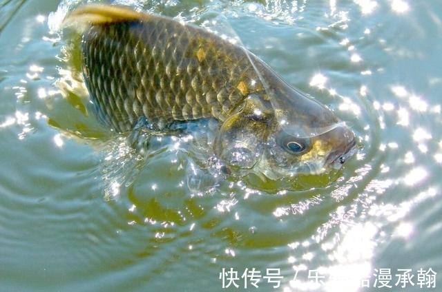 冬季钓鲫鱼,钓鱼人最关心的几个问题,我来回答下这6个问题