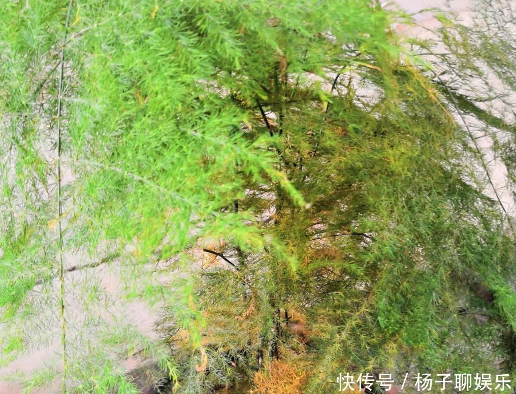 叶子|文竹发黄了怎么办全部剪掉,就能长出新叶子!