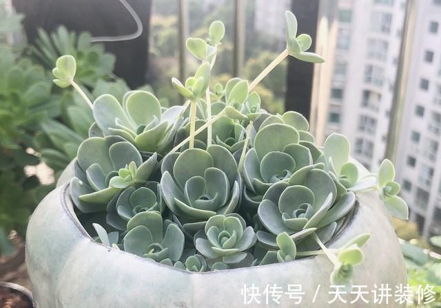 莲华|子持莲华是瓦松属多肉植物的颜值担当，夏季可生长，好养易群生