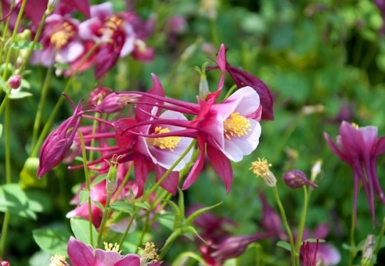 此花有着娇小的花姿,适应性极强,象征着一定要胜利
