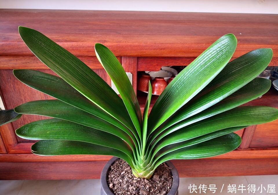 淘米水中加点“料”，成为“万能水”，养花浇一点，啥花都旺